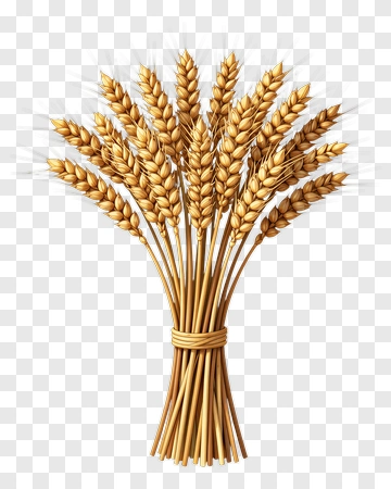 Wheat Bundle PNG