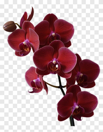 Red Orchid Flower PNG