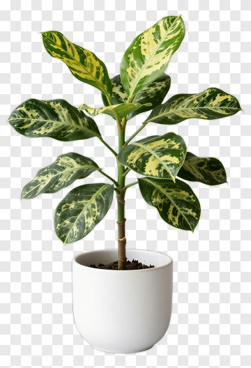 Decorative Potted Plant PNG
