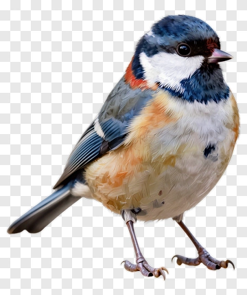Colorful Bird Perched On A Branch PNG