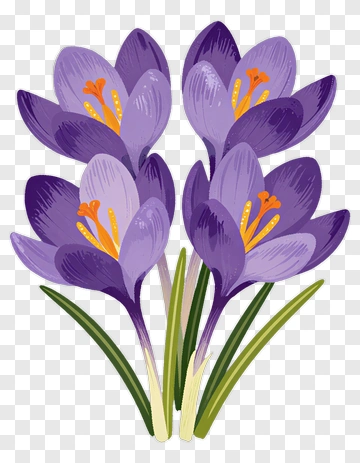 Purple Crocus Flower Bouquet PNG