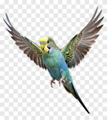 Colorful Budgerigar Flying PNG
