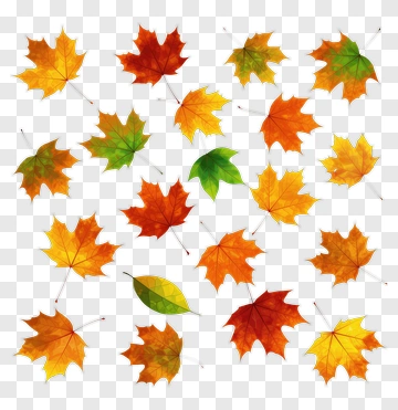 Colorful Autumn Leaves PNG