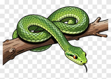 Green Snake Coiled On A Branch PNG