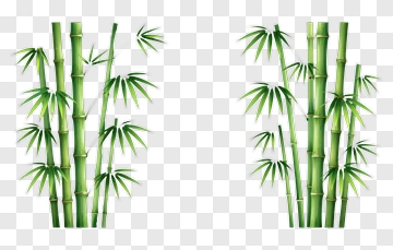 Green Bamboo Plants PNG