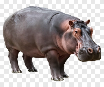 Realistic Hippopotamus Standing On Four Legs PNG
