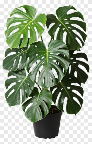 Monstera Plant In A Black Pot PNG
