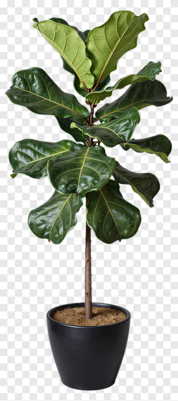 Fiddle Leaf Fig Tree In A Black Pot PNG