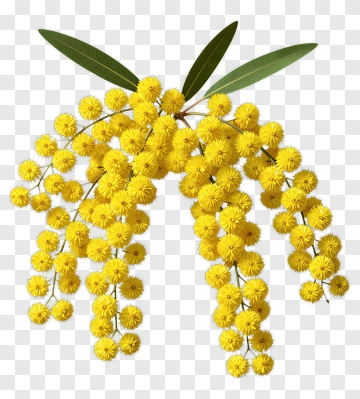 Yellow Flowering Mimosa Branch PNG