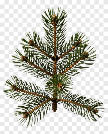 Pine Tree Branch PNG