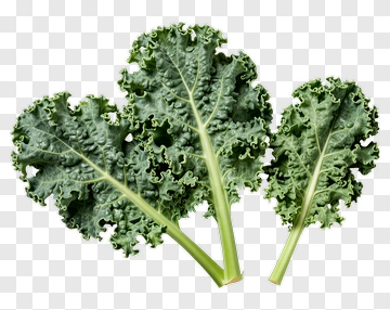 Fresh Kale Leaves PNG