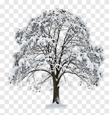 Snowy Tree PNG