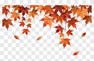 Autumn Maple Leaves PNG