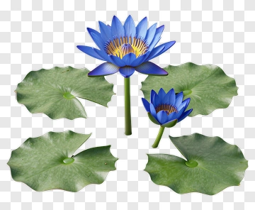 Blue Water Lily With Green Leaves PNG