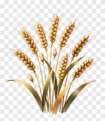 Golden Wheat Stalks With Green Leaves PNG