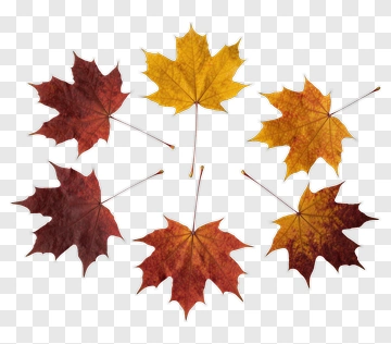 Collection Of Autumn Maple Leaves PNG