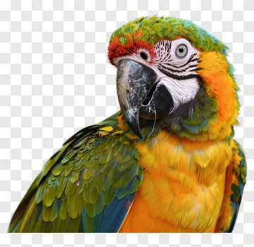Colorful Macaw Parrot PNG