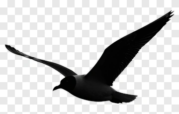 Silhouette Bird In Flight PNG