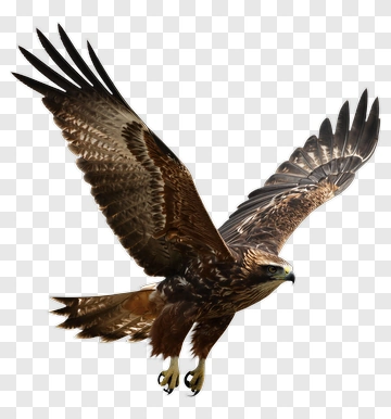 Flying Hawk PNG