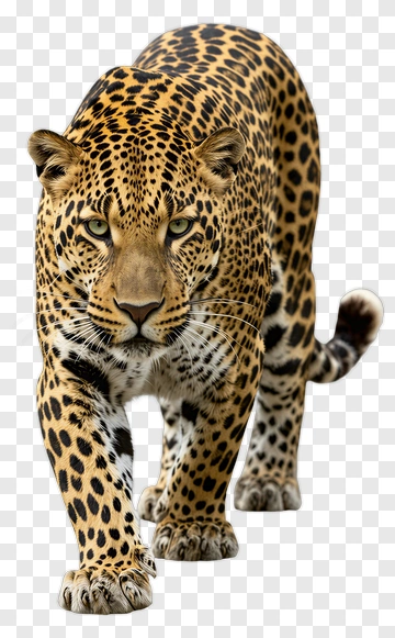 Leopard Walking In A Natural Setting PNG