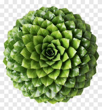 Green Succulent Plant Arrangement PNG