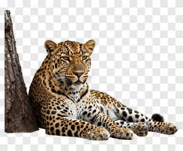 Leopard Relaxing By A Tree PNG