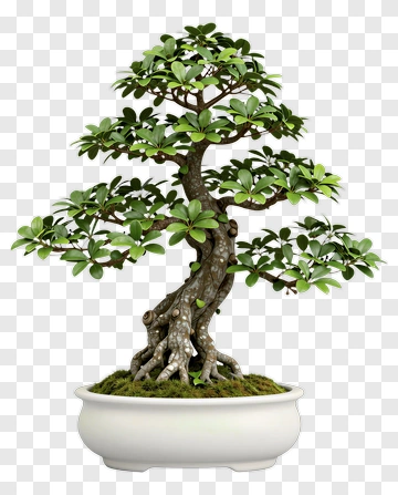 Bonsai Tree In A White Pot PNG