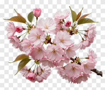 Cherry Blossom Branch With Pink Flowers PNG