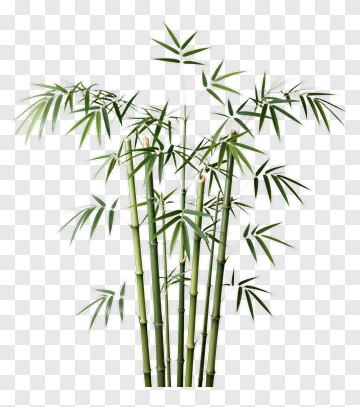 Bamboo Plant PNG