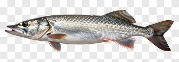 Fish PNG