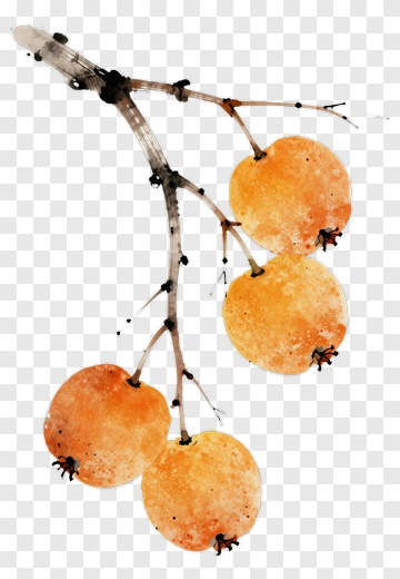 Watercolor Branch With Yellow Fruits PNG