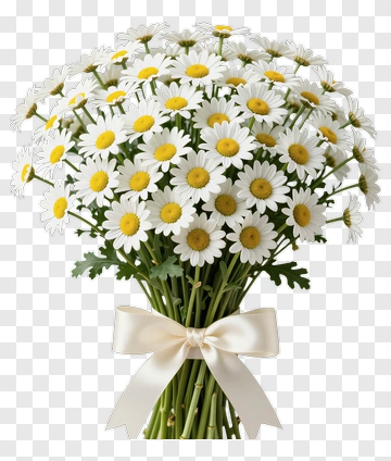 Bouquet Of White Daisies With A Ribbon PNG