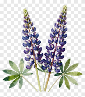 Watercolor Purple Lupine Flowers PNG
