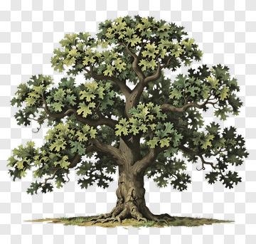Detailed Oak Tree Illustration PNG