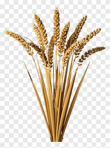 Wheat Bundle PNG