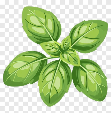 Basil Leaves PNG