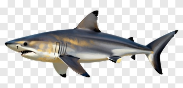 Realistic Shark Swimming PNG