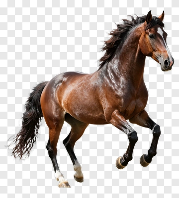 Brown Horse Running PNG