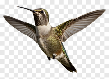Hummingbird In Flight PNG