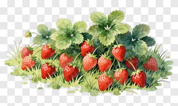 Watercolor Strawberry Plant With Ripe Berries PNG