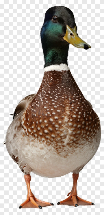 Mallard Duck Standing Proudly PNG