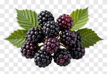 Blackberries With Green Leaves PNG