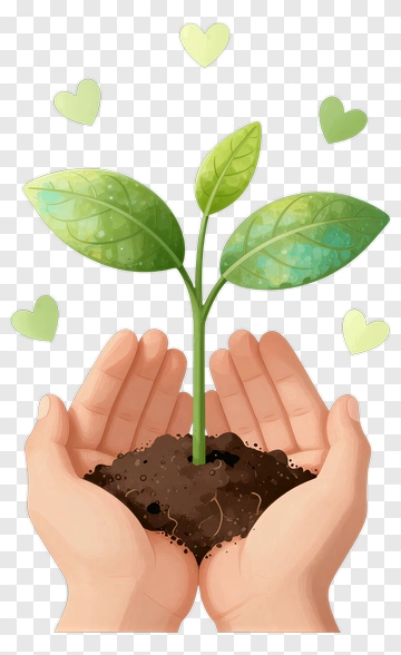 Hands Holding A Green Plant PNG