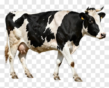Black And White Dairy Cow PNG