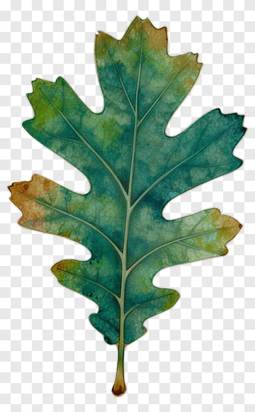 Colorful Leaf PNG