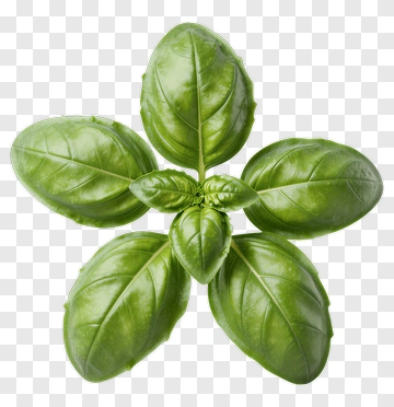 Fresh Basil Leaves PNG