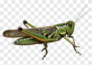 Realistic Grasshopper PNG
