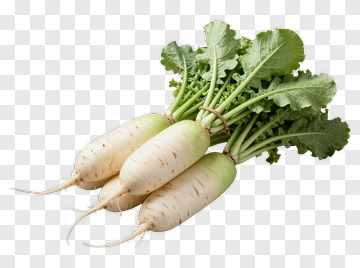 Fresh White Radishes With Green Leaves PNG