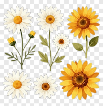 Colorful Floral Arrangement With Daisies And Sunflowers PNG