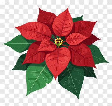 Colorful Poinsettia Plant PNG